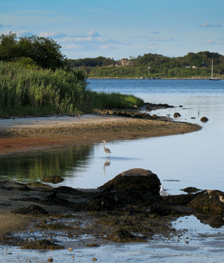 Egret wading in West Harbor