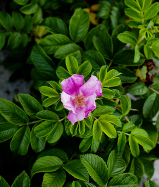 Rosa rugosa - beach rose