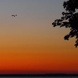 An osprey circling at sunset.