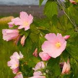 Pink marsh mallow flowers